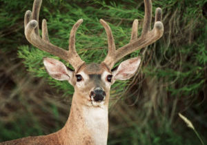 While a siege of hot, dry conditions during July and August almost certainly slowed whitetail bucks' antler development in some areas of Texas, hunters headed afield for the Nov. 3 statewide opening of the general white-tailed deer season shouldn't see a significant decline in antler quality.